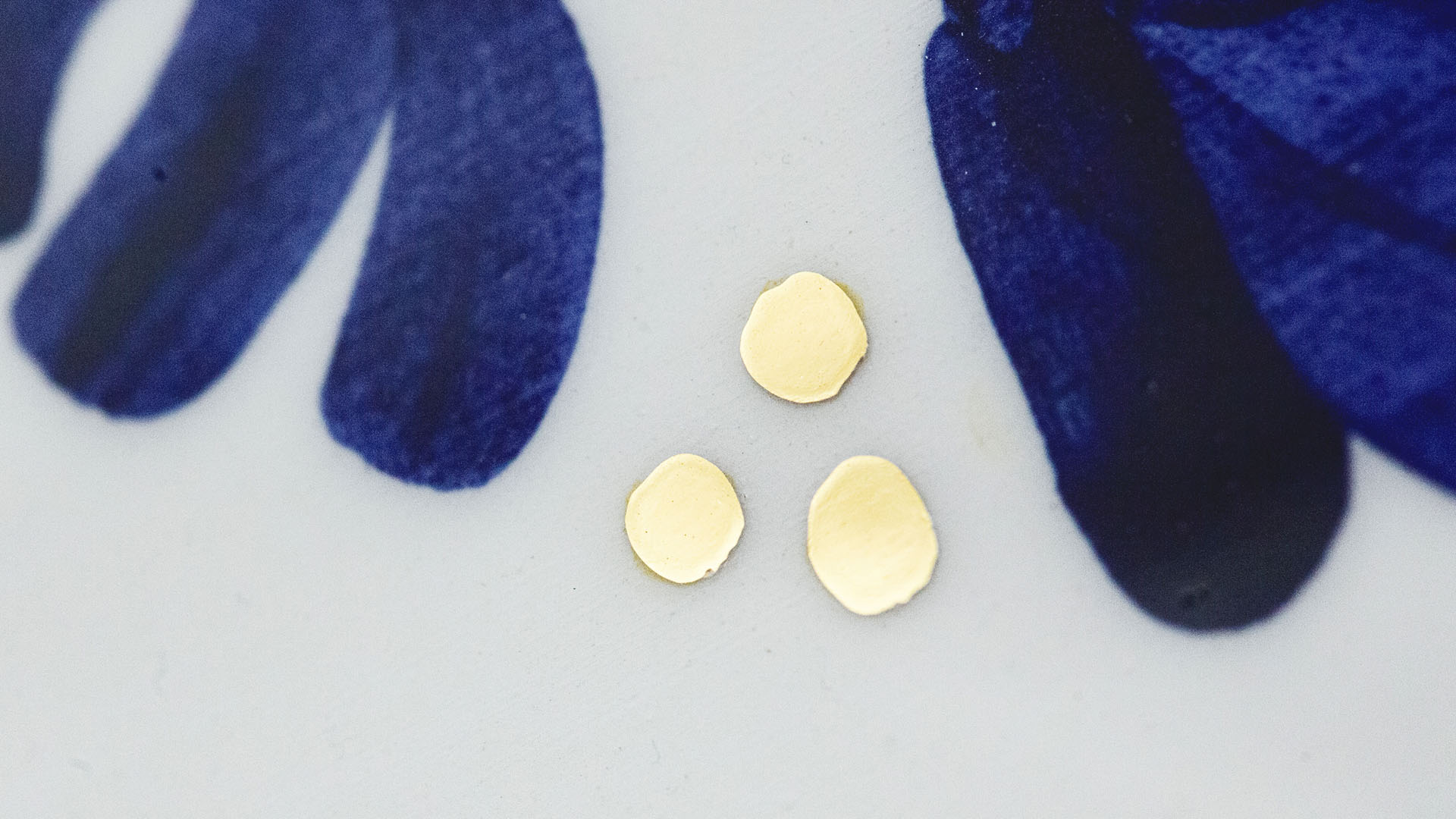 Hand painted Judaica. Seder plate with Shabbat Shalom decoration which consists of decorative elements in the form of leaves in dark blue. Hand-painted by Helena Czernek MI POLIN, together with Aleksander Prugar. A perfect gift for a Bar Mitzvah, Bat Mitzvah, birthday, or as a decoration in a modern Jewish home. The plate features elements plated with 24-karat gold. This is the highest-quality finish currently available for plates at MI POLIN