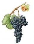 grapevine-rycina
