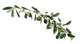 olive tree-rycina