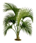 palm tree-rycina